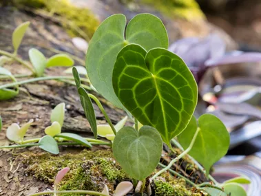 small fronds of rainforest plant on the ground