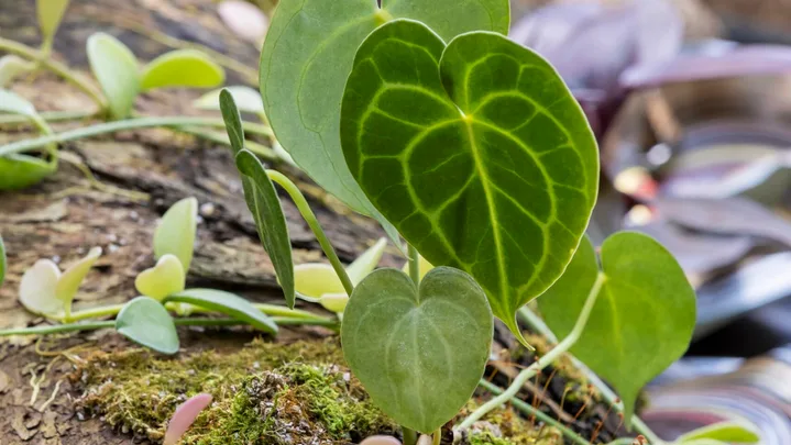 small fronds of rainforest plant on the ground