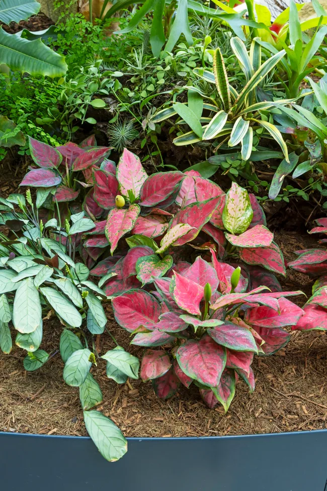 spitfire plant in bright red colour