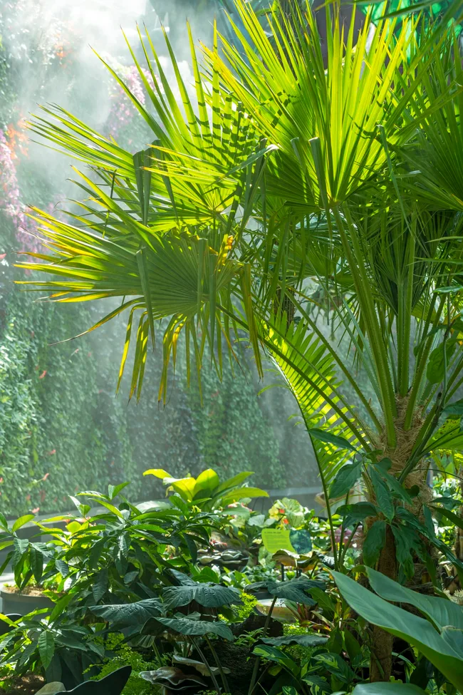 palm fronds with sunlight streaming through