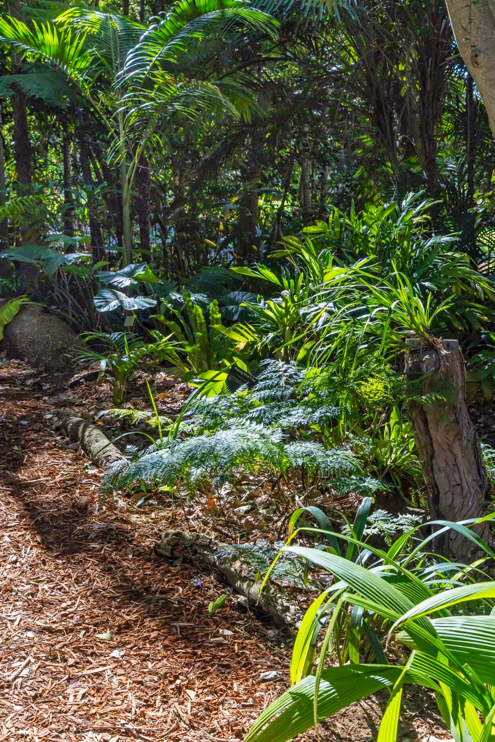 rainforest garden with bark chips on floor and bright green foliage