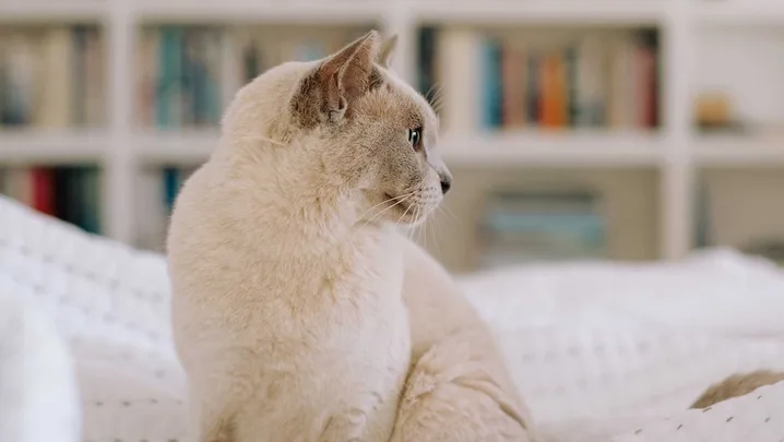 Cat sitting on a comfy bed with a bookshelf in the background