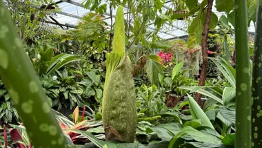 corpse flower almost in bloom