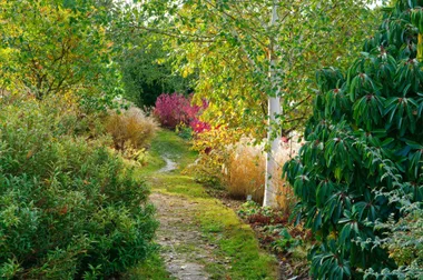 pathway with green woodland on either side
