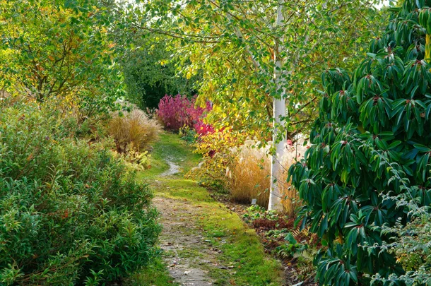 pathway with green woodland on either side