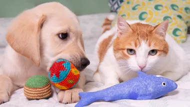 A dog and cat playing with toys.