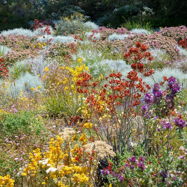 wildflower meadow with kangaroo paw