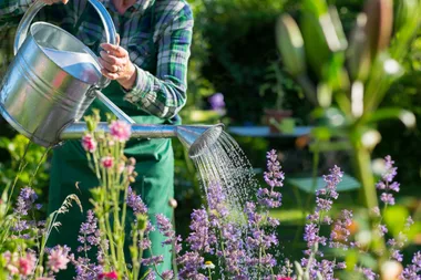 man in green flannel watering plants to protect them from heatwave