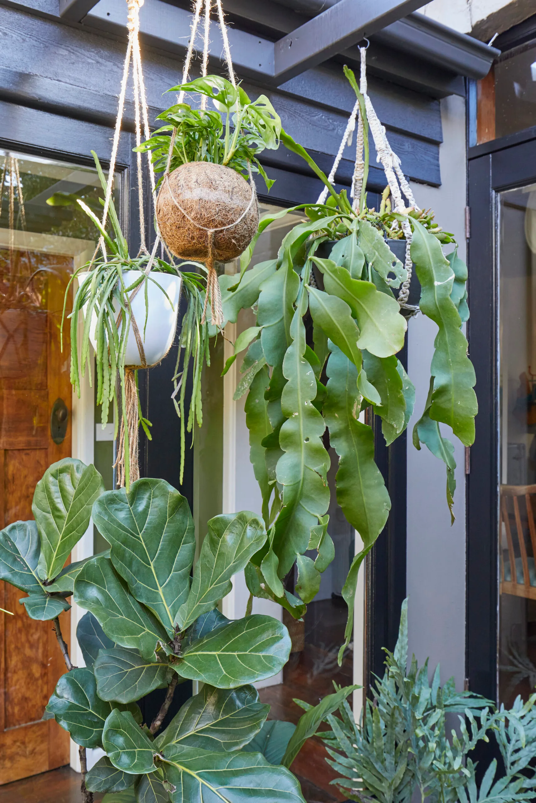 hanging plant pots with various succulents in them 