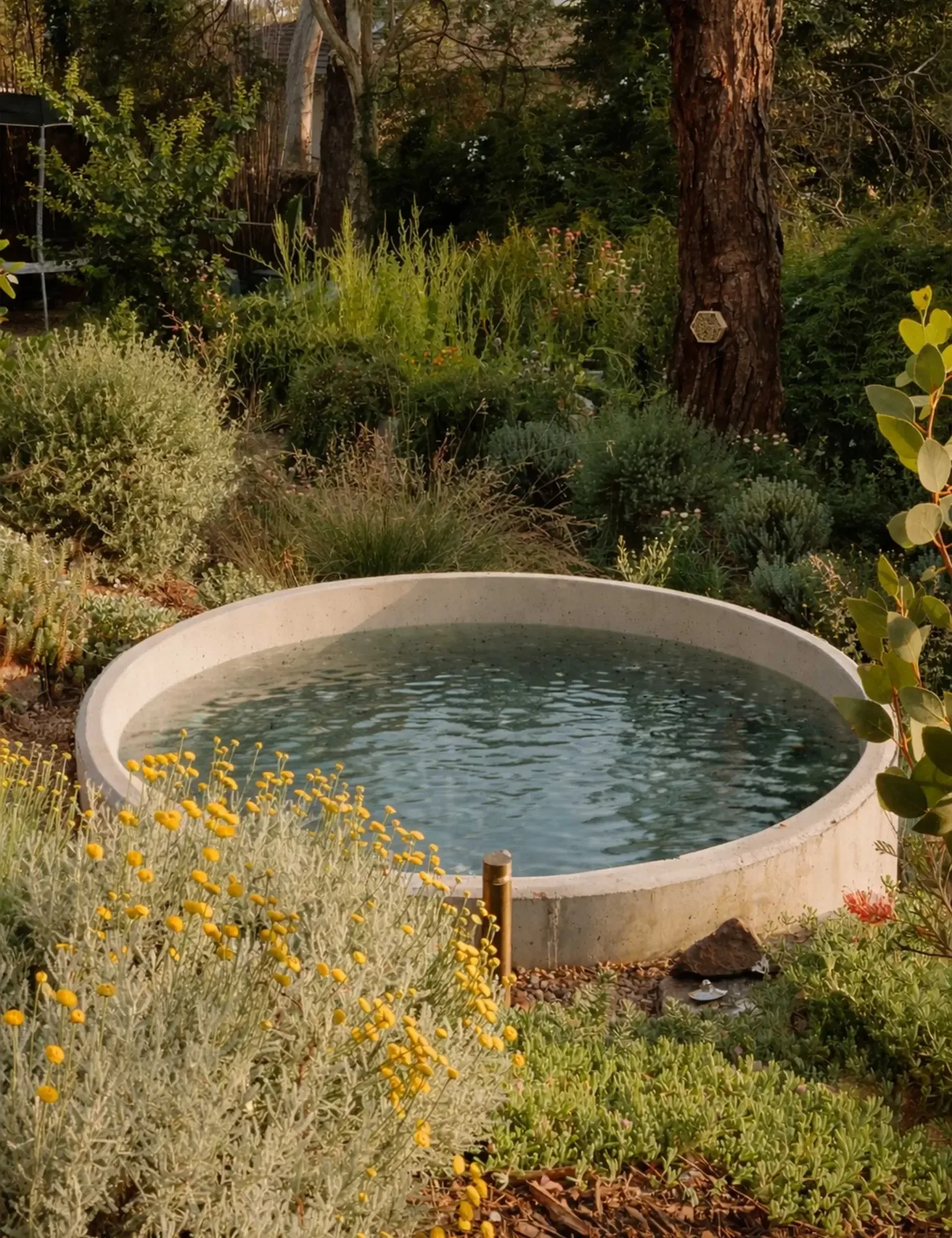 concrete bath with lush planting surrounding it in australian garden