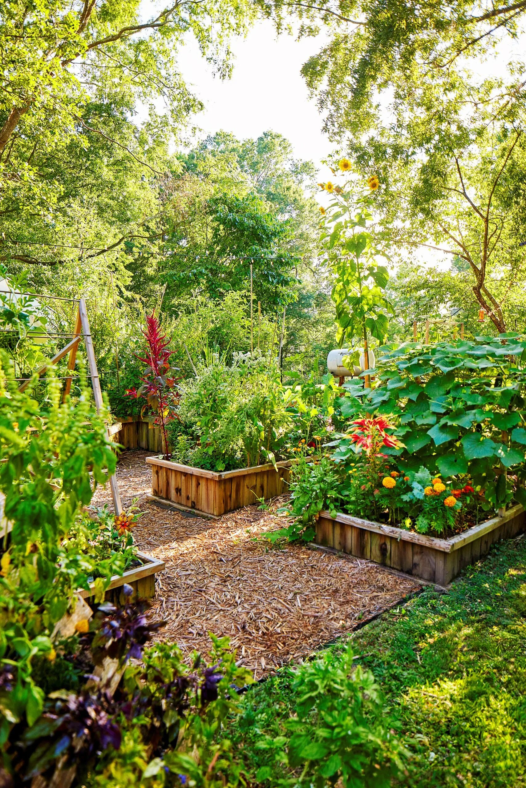 veggie patch and garden beds raised with marigold, cucumber and mulched ground