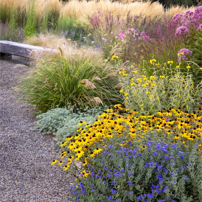 wildflowers in yellow and bright blue next to gravel path