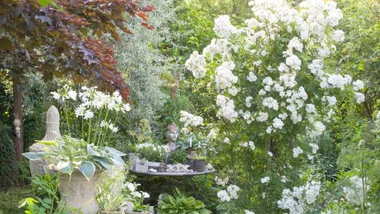 How to bring white Christmas to your garden