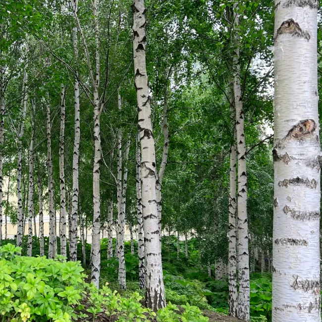woodland garden with birch trees and groundcovers