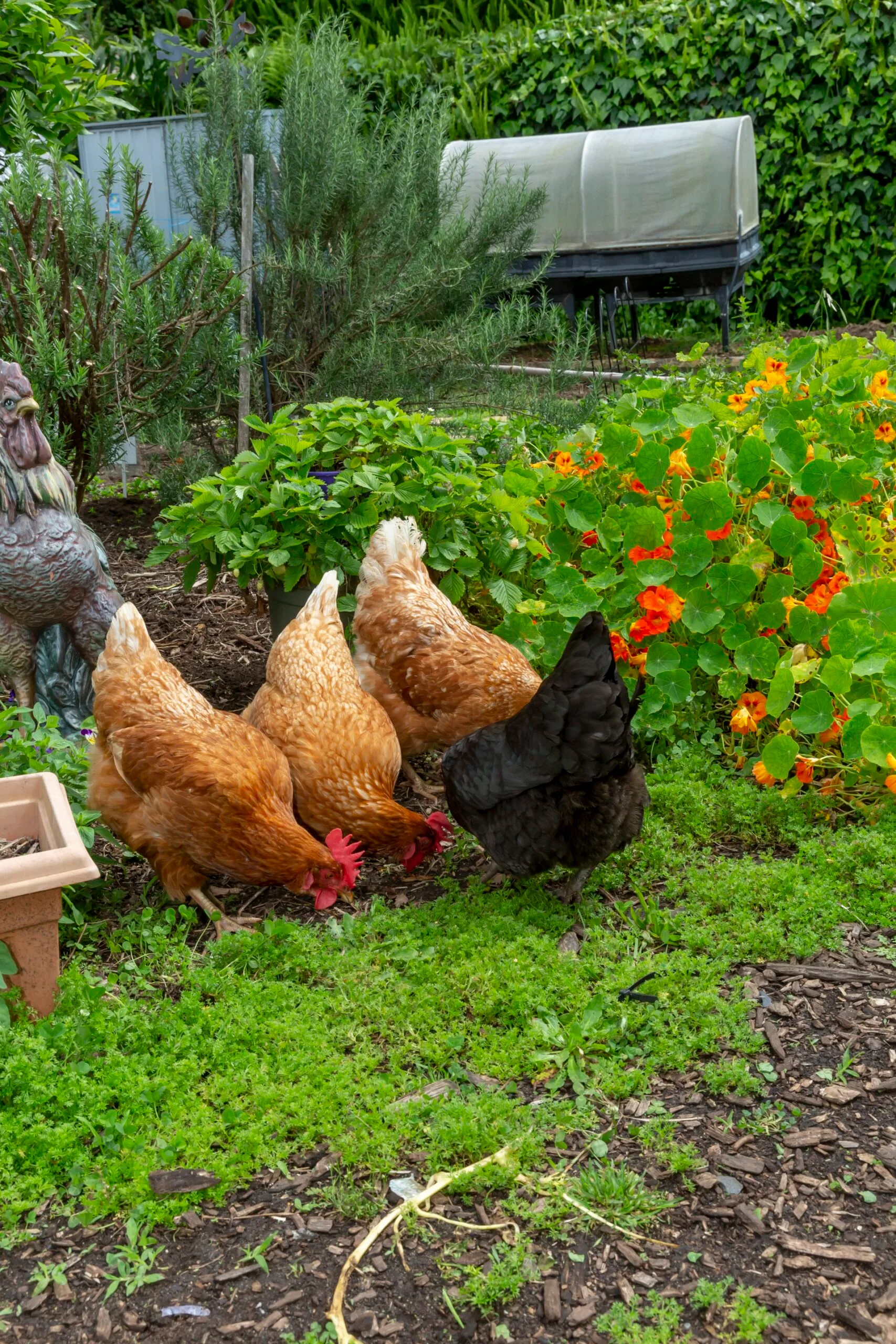 three brown chicken and one black one next to nasturtium flowers