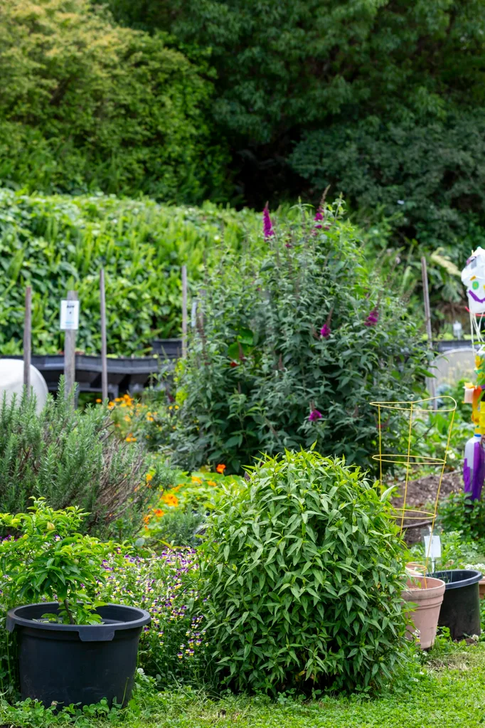 herbs and flowers in shrubs with pots in the front and staked plants at the back