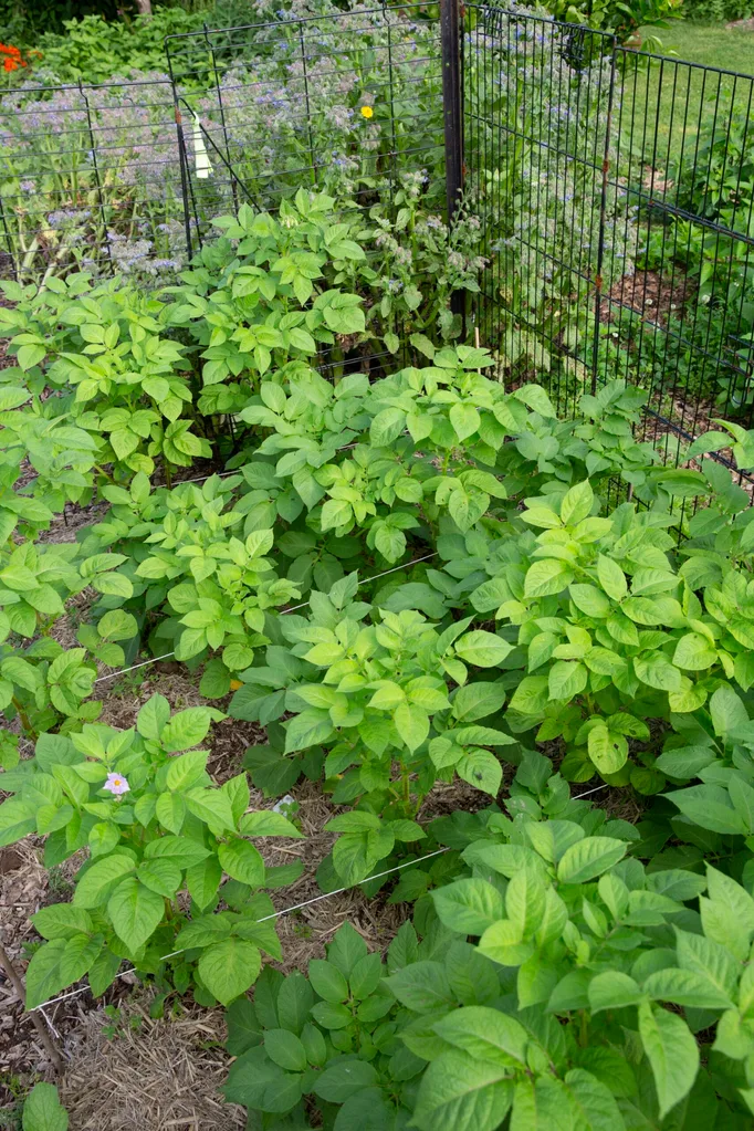 rows of vegetable plants growing with strings of twine between each row