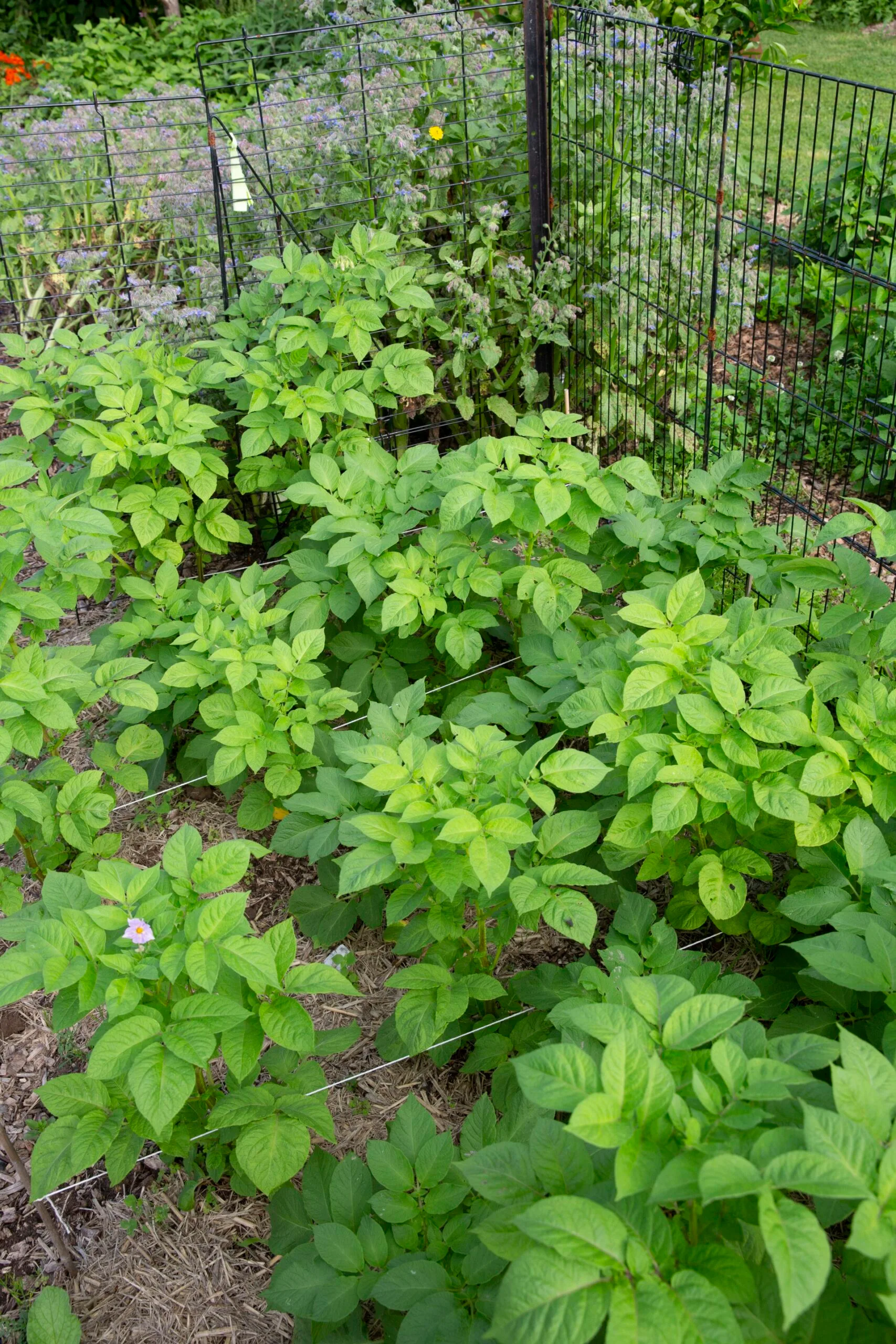 rows of vegetable plants growing with strings of twine between each row