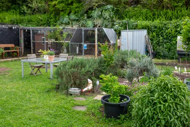 community garden with chickens shrubs of herbs and built structures in the background