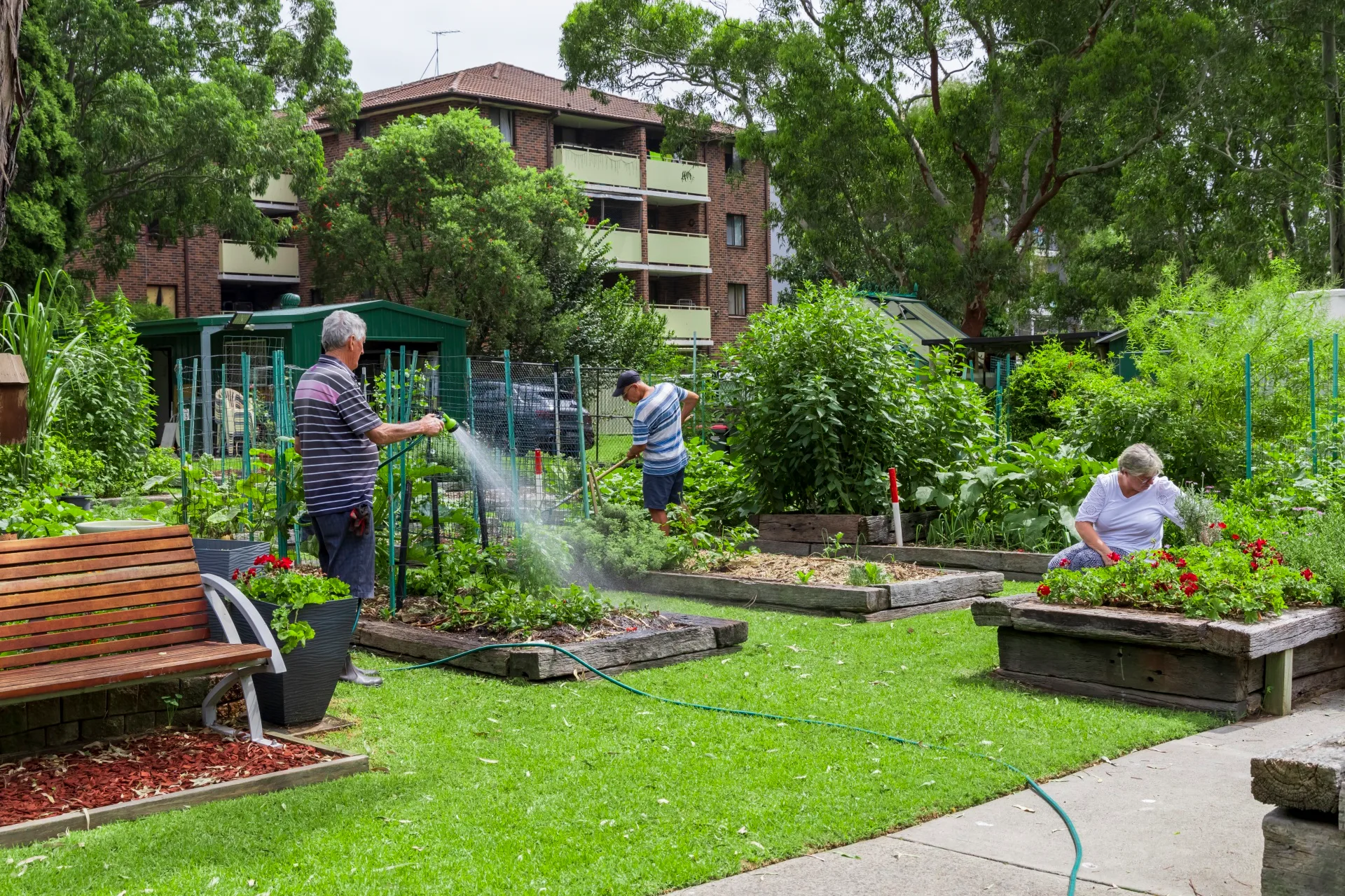 men watering raised garden beds with hoses