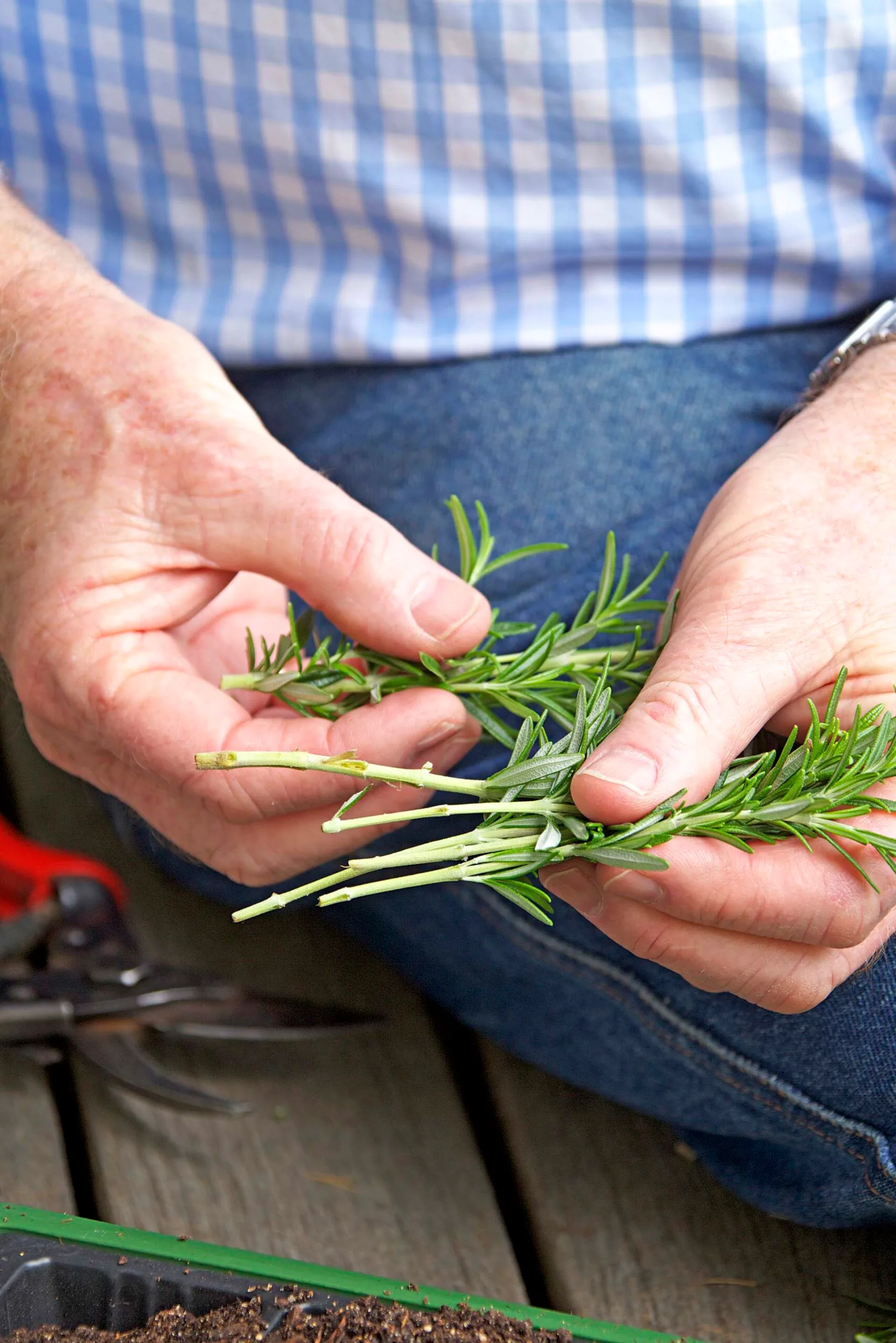 Rosemary cuttings held up with leaves stripped from the bottom