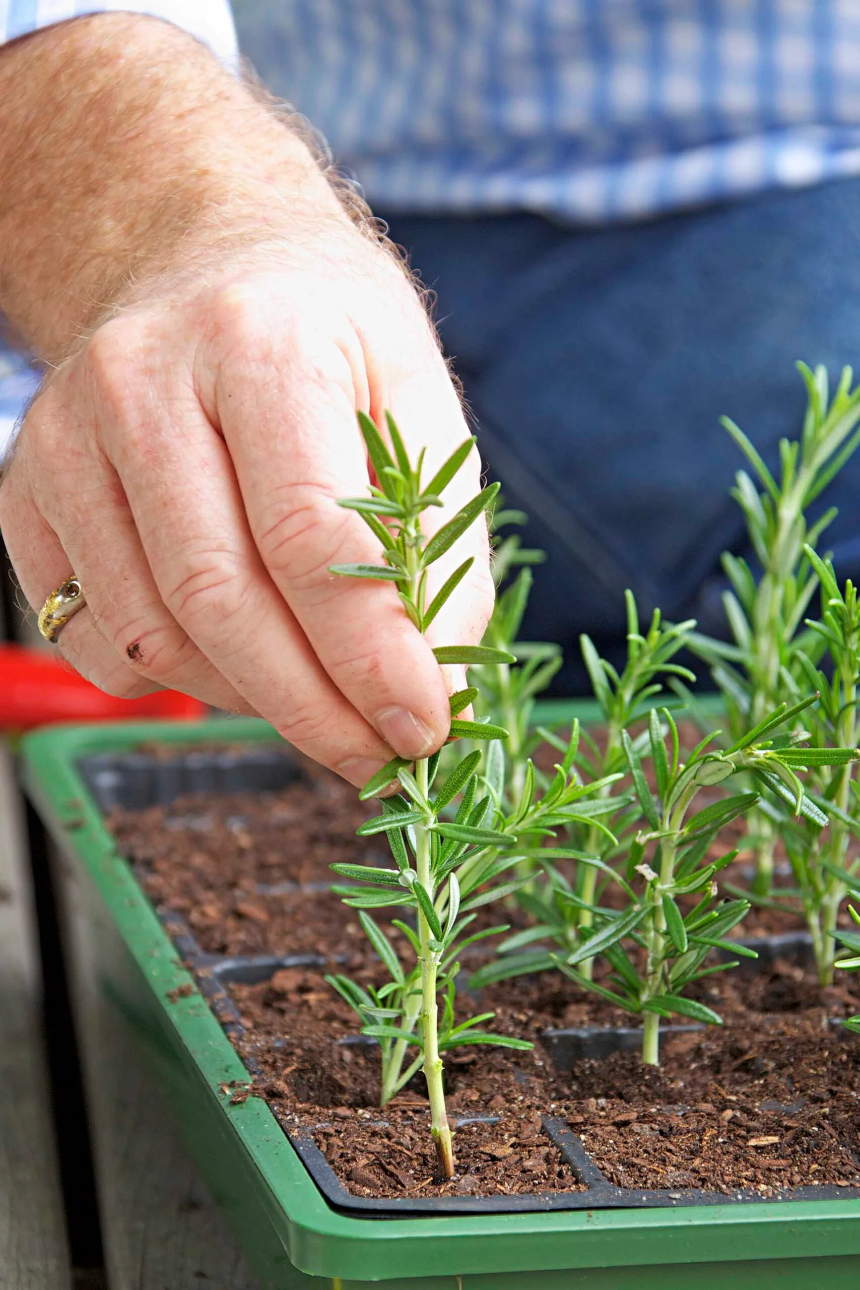 Hand pressing rosemary cuttings into seed-raising mix