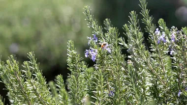 A bee landing on rosemary flowers in Australia