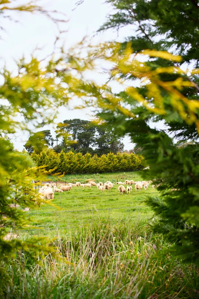 Green lush farm with herd of sheep