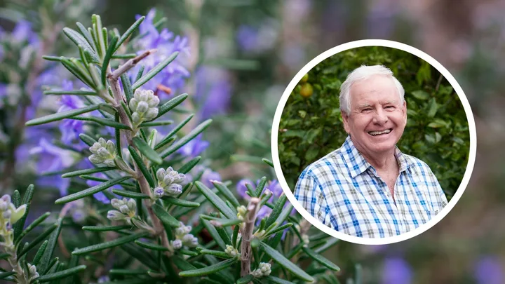 Rosemary with Graham Ross