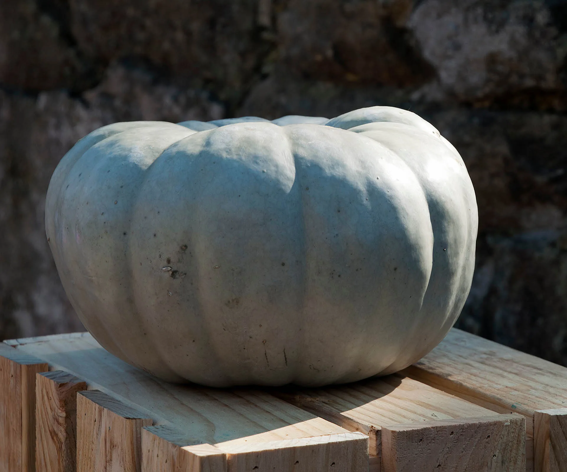 Queensland blue pumpkin on crate in Sydney