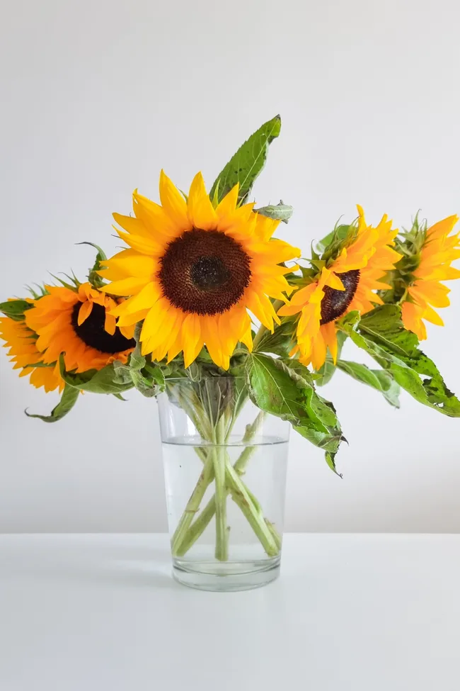 sunflowers with leaves in short glass vase