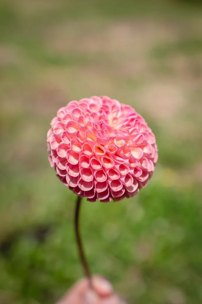 close up of pink dahlia with holey flower petals