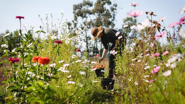 cut flower garden with dahlias in field