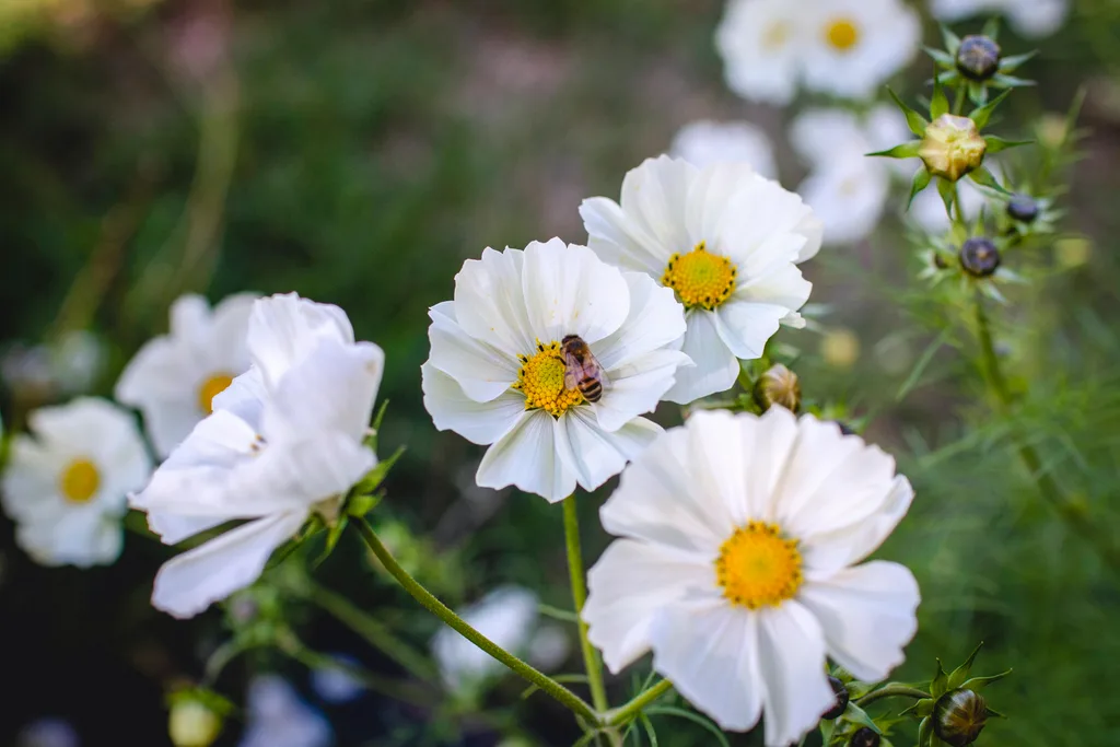 close up of cosmos flower with bee on pollen in middle
