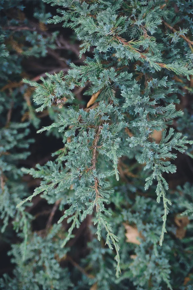 blue star juniper fronds close up in teal colour