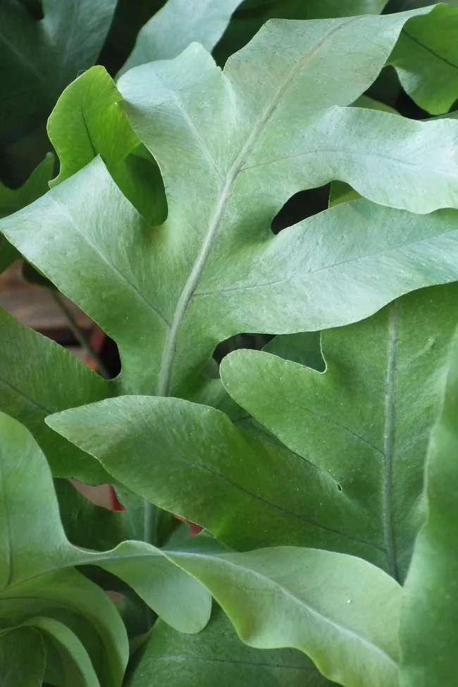 blue star fern close up of leaves with wavy ends