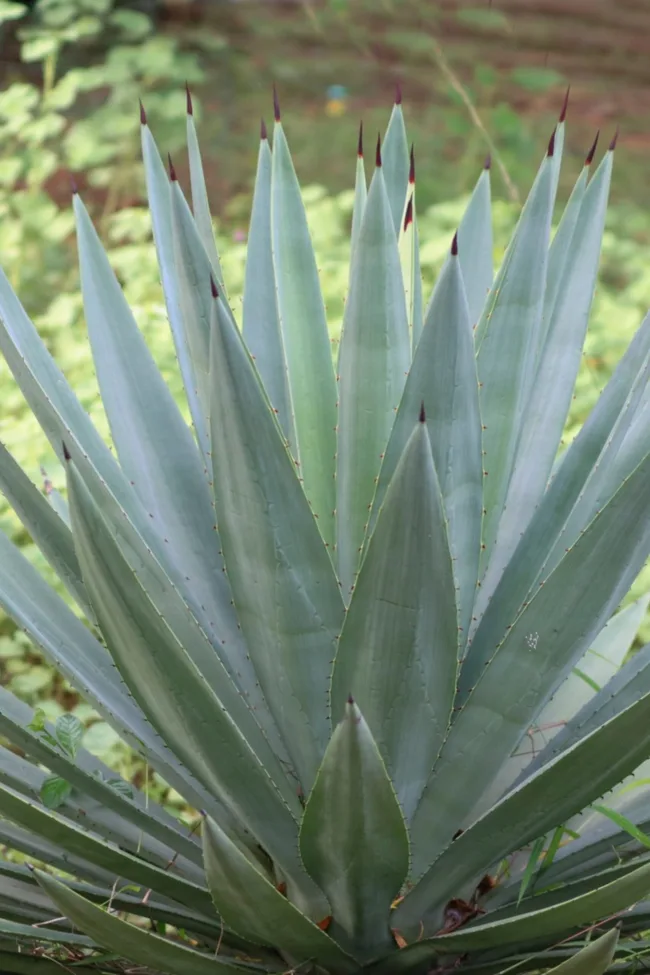 blue agave close up of rosette