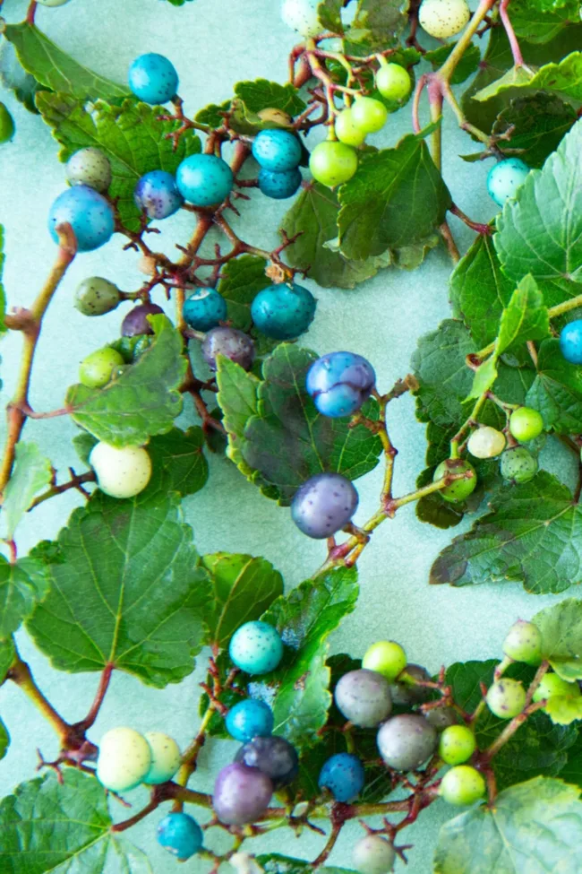 porcelain berry with blue teal purple and white berries on vine