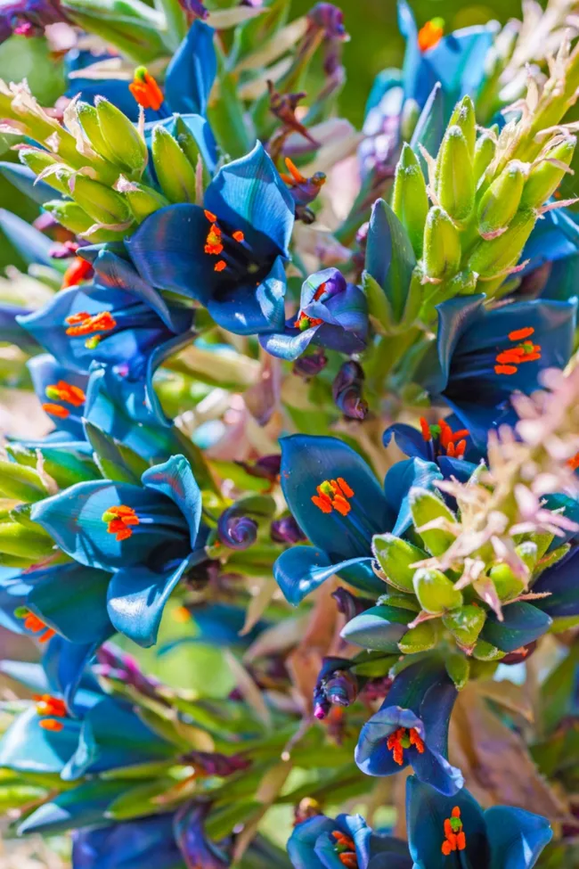 bromeliad sapphire tower plant with blue flowers and red stamen in the middle