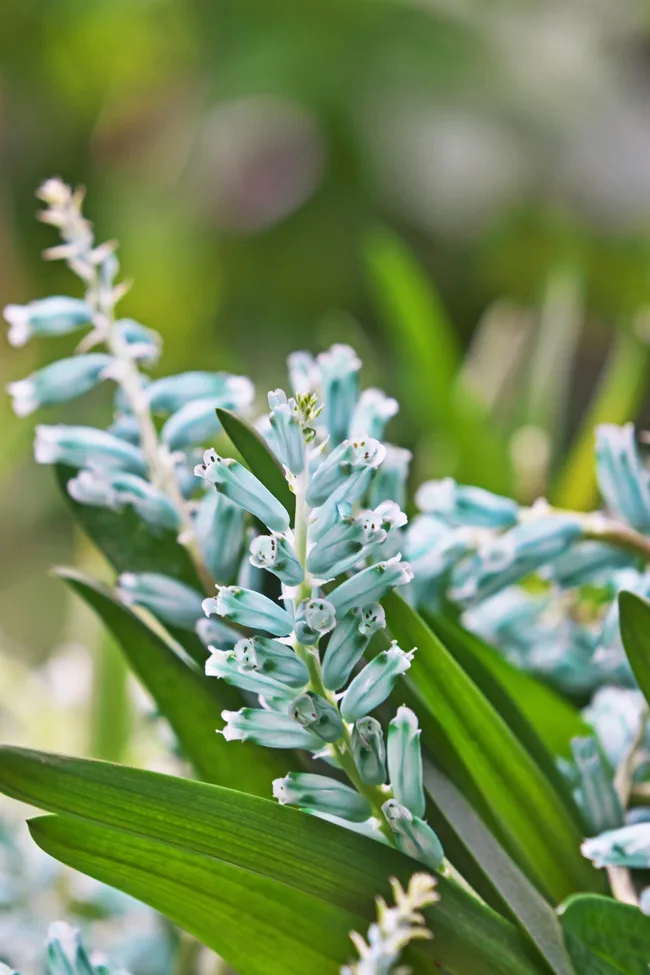 bright blue hyacinth flower peeking out of green fronds