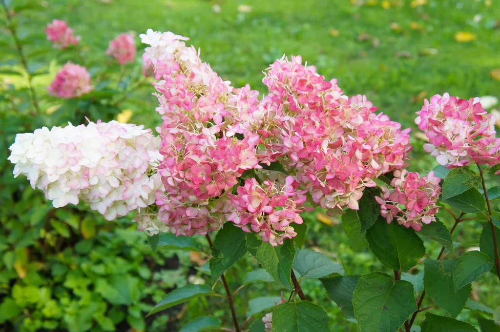 panicle hydrangea with longer clusters of white and pinks flowers in cone shape