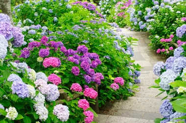 full sun hydrangeas in purple pink and white on concrete pathway