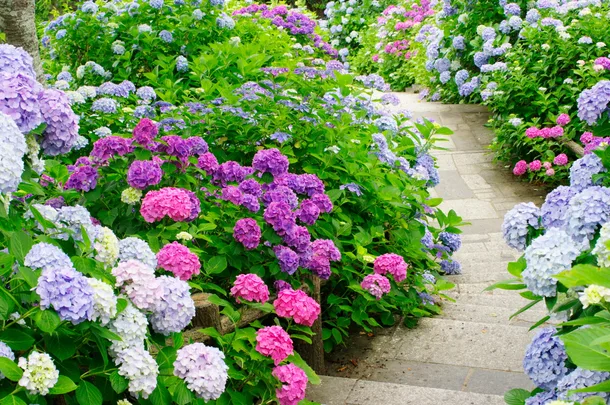 full sun hydrangeas in purple pink and white on concrete pathway