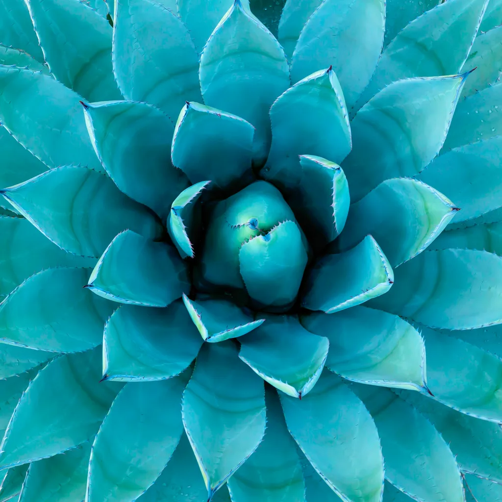 blue agave plant in teal garden close up