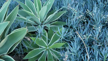teal garden with blue chalk sticks and agave plants together