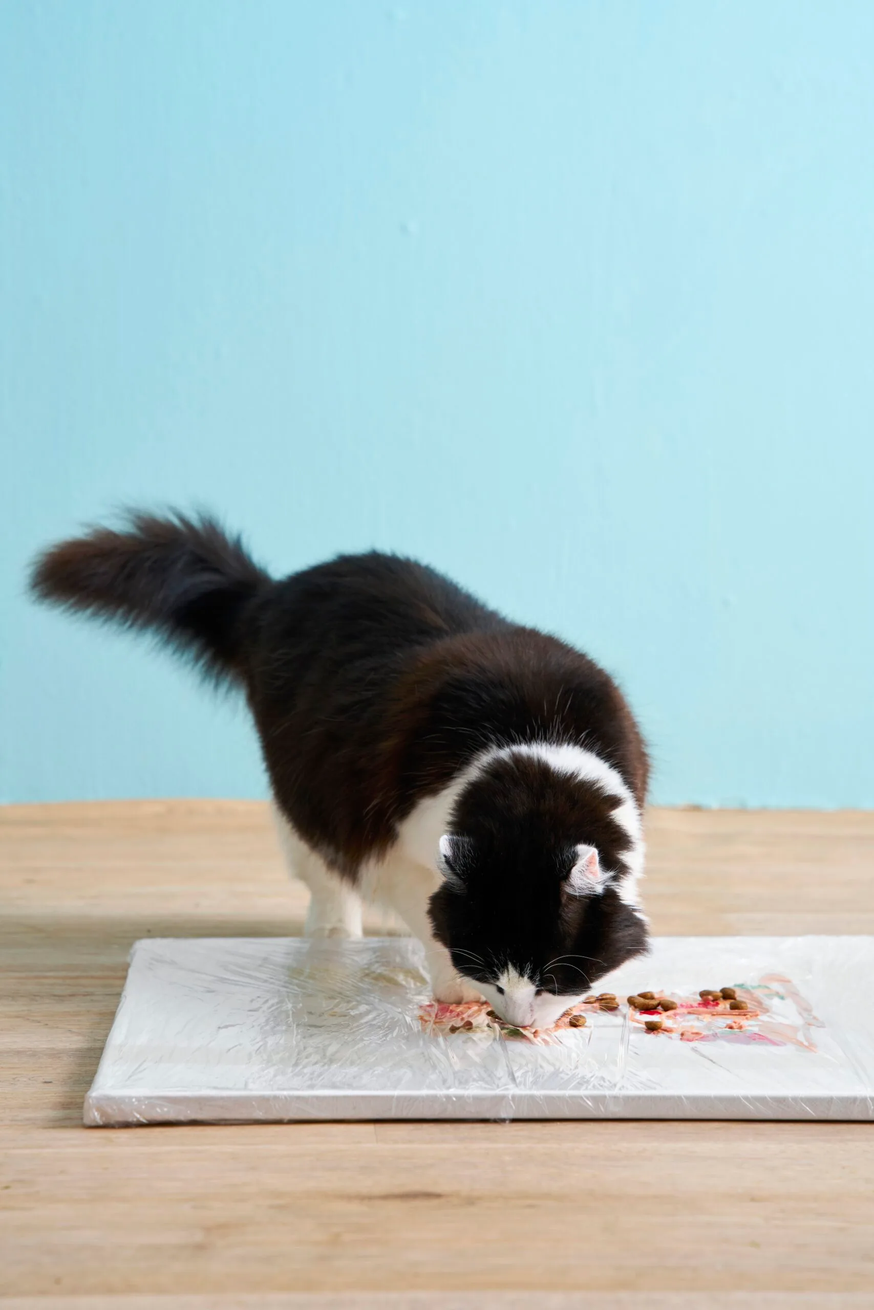 Black and white cat stood on an art canvas eating treats
