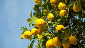 Leaf curl on your citrus tree? Here’s what’s causing it