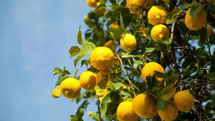 Leaf curl on your citrus tree? Here’s what’s causing it