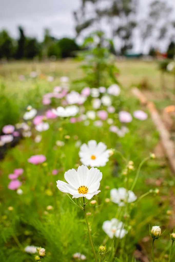 cosmos lined up in a planting row on a flower farm