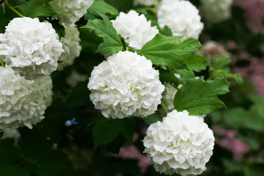 snowball full sun hydrangea with balls of white flowers and dark green foliage